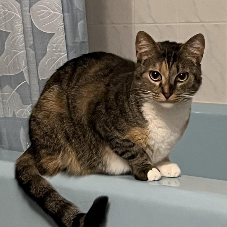 Daisy, Adoptable, Adult Female Domestic Short Hair.