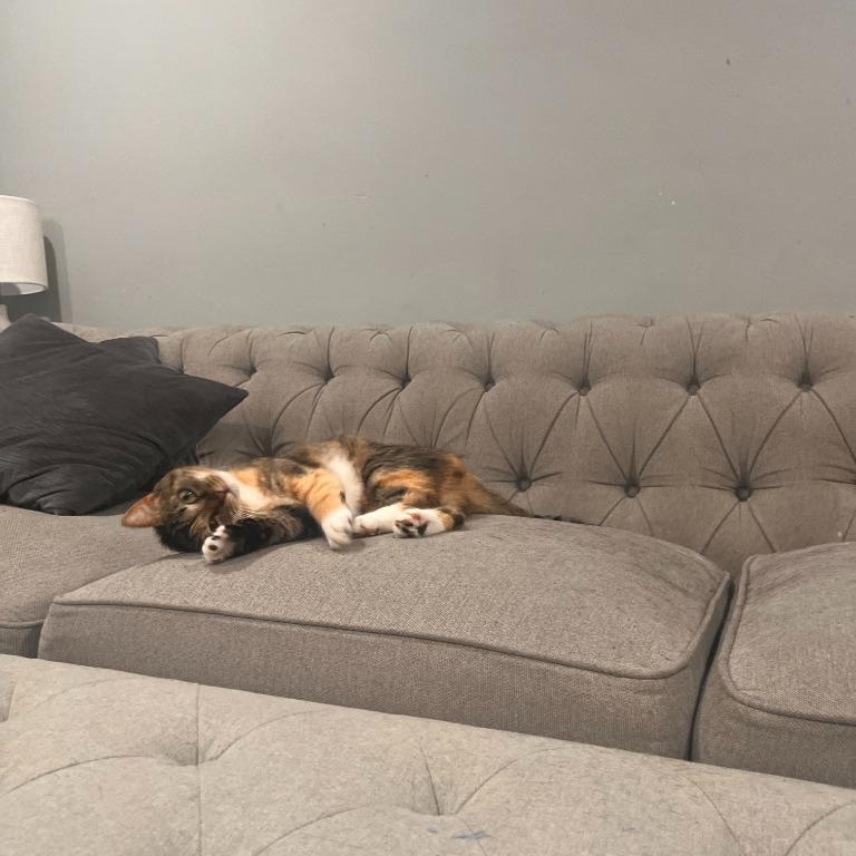 Daisy, a Adoptable Domestic Short Hair in Pitman, NJ image 2/5