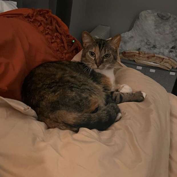 Daisy, a Adoptable Domestic Short Hair in Pitman, NJ image 3/5