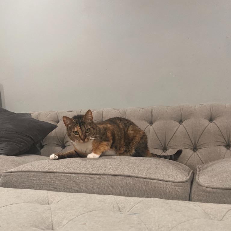 Daisy, a Adoptable Domestic Short Hair in Pitman, NJ image 4/5