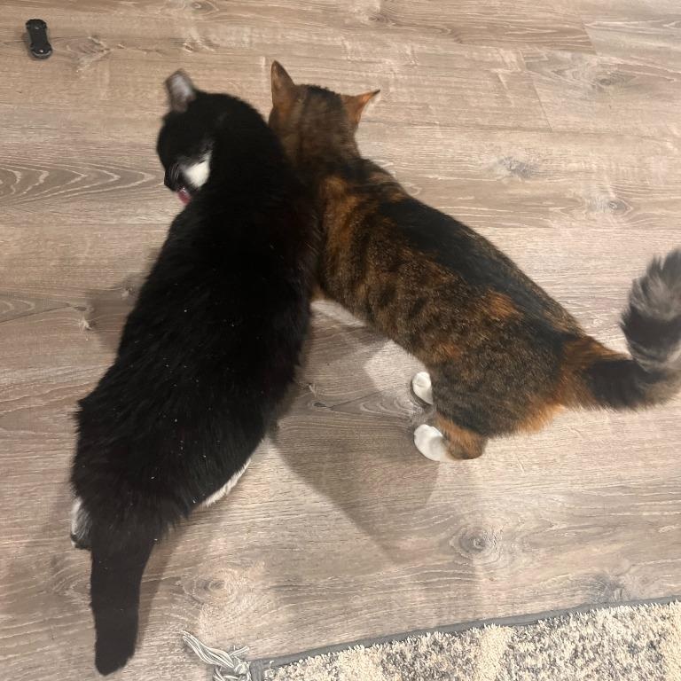 Daisy, a Adoptable Domestic Short Hair in Pitman, NJ image 5/5