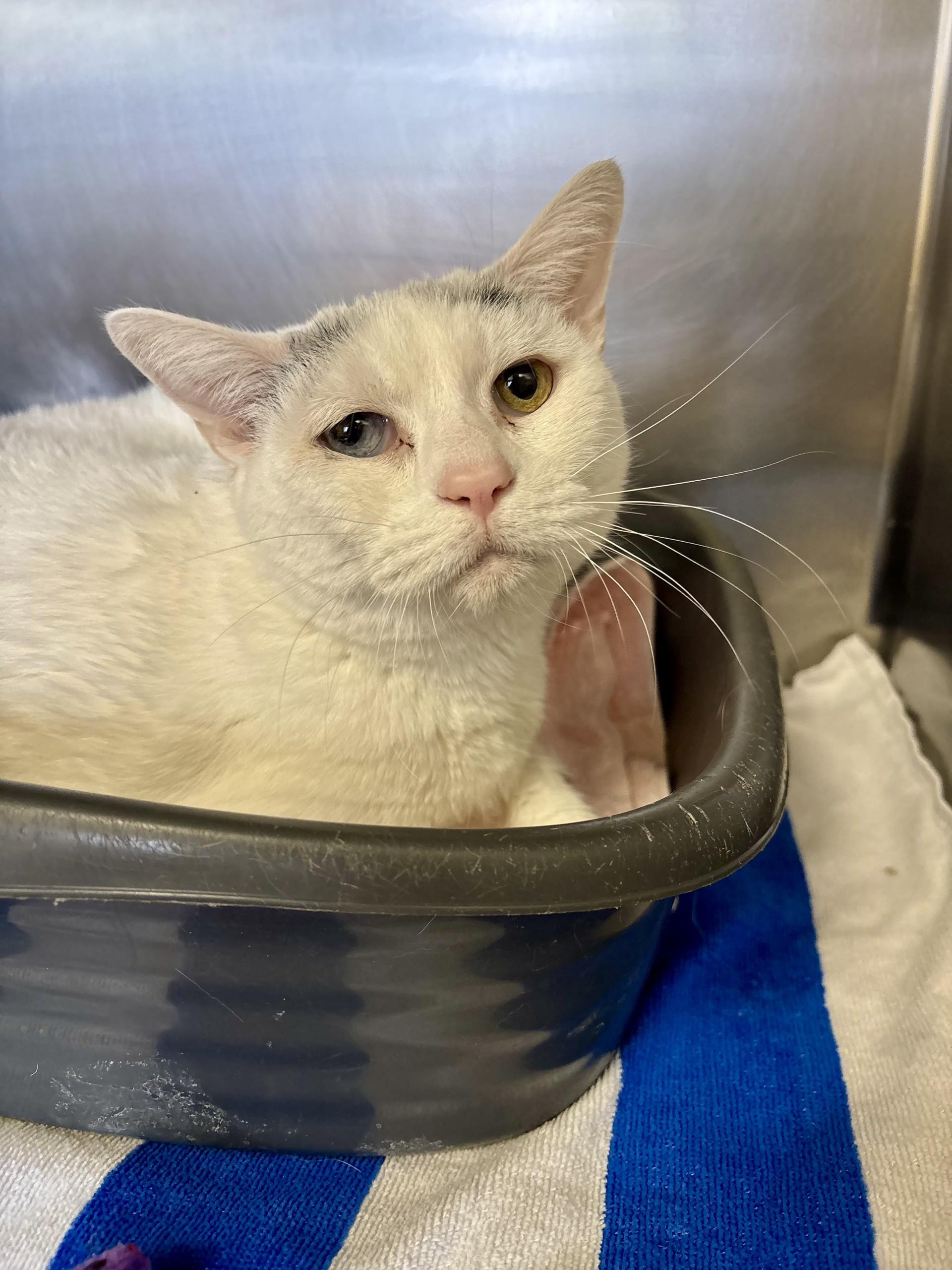 Enlarge Izzy, an adopted Domestic Short Hair in Sierra Vista, AZ image 1/1