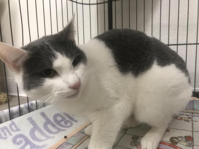 Dan, Adoptable, Senior Male Domestic Short Hair.