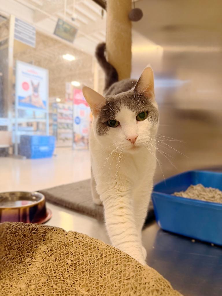 Enlarge Dan, a Adoptable mixed breed in Thousand Oaks, CA image 2/2