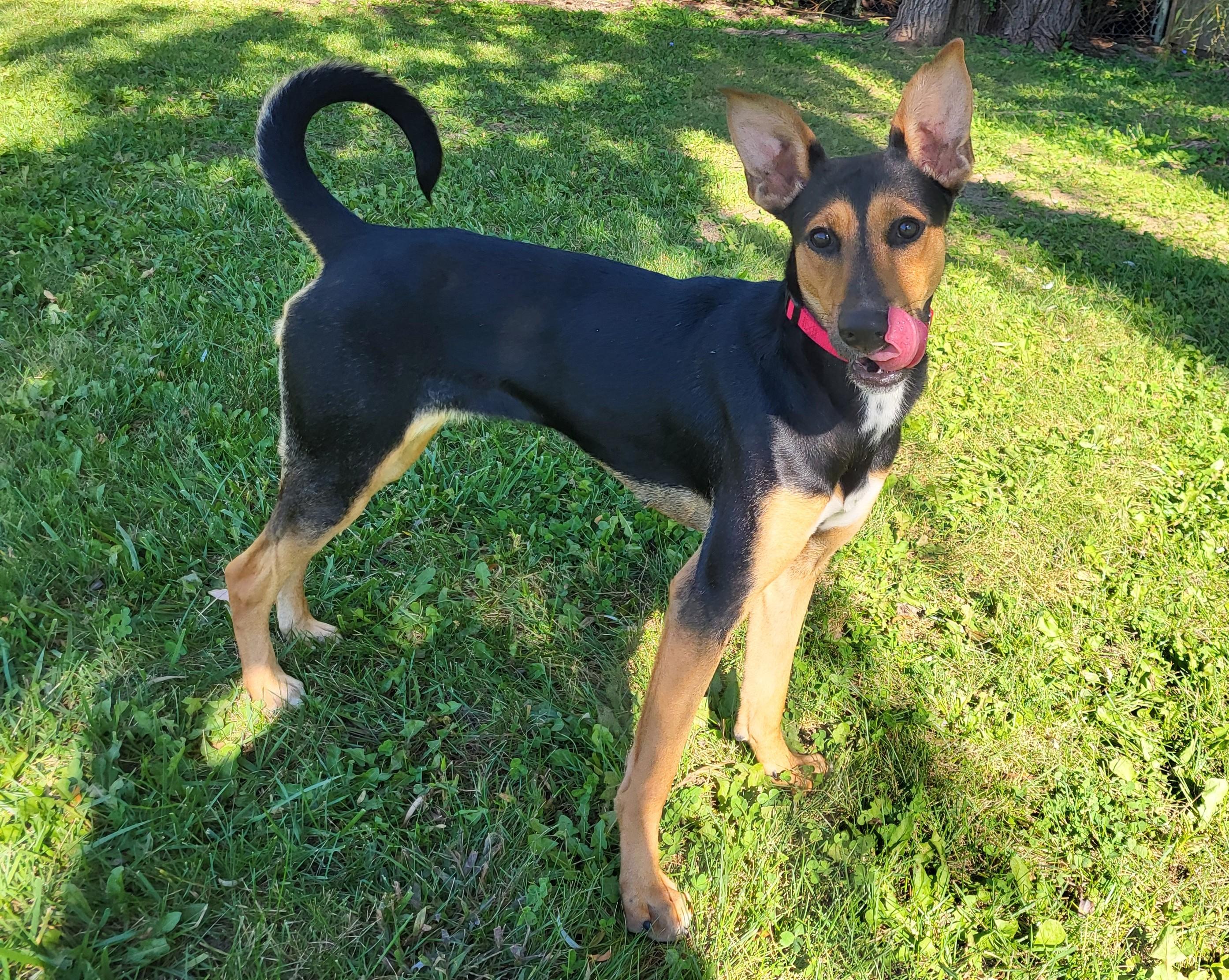 Enlarge Jenny Jones, a Adoptable mixed breed in Grayslake, IL image 5/6