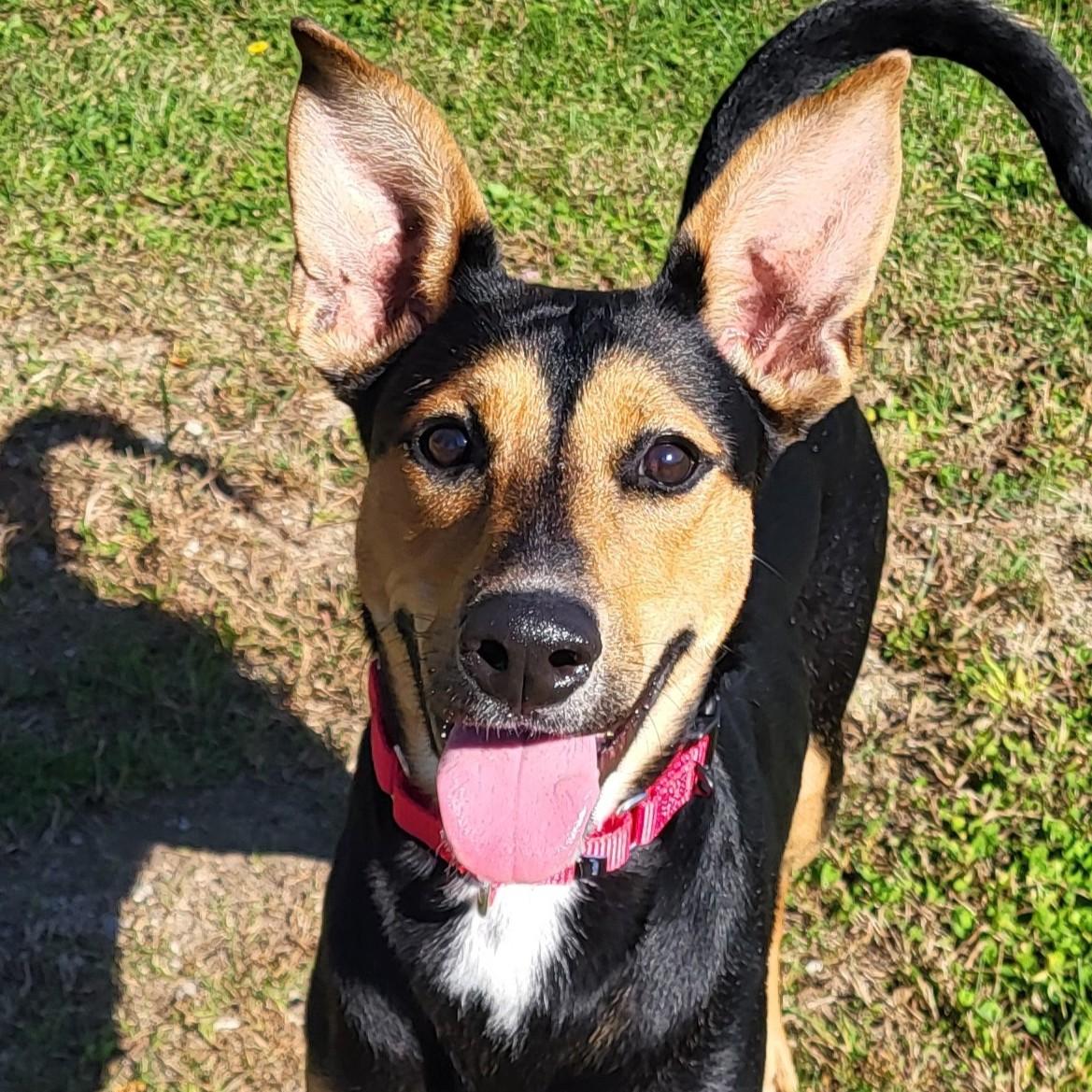 Jenny Jones, Adoptable, Adult Female Shepherd.