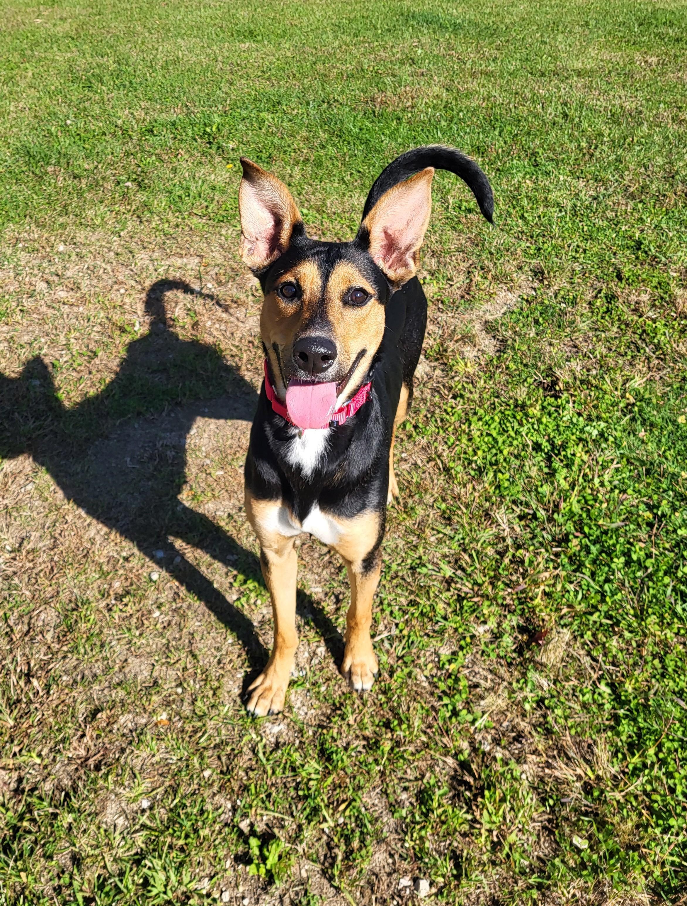 Enlarge Jenny Jones, a Adoptable mixed breed in Grayslake, IL image 3/6