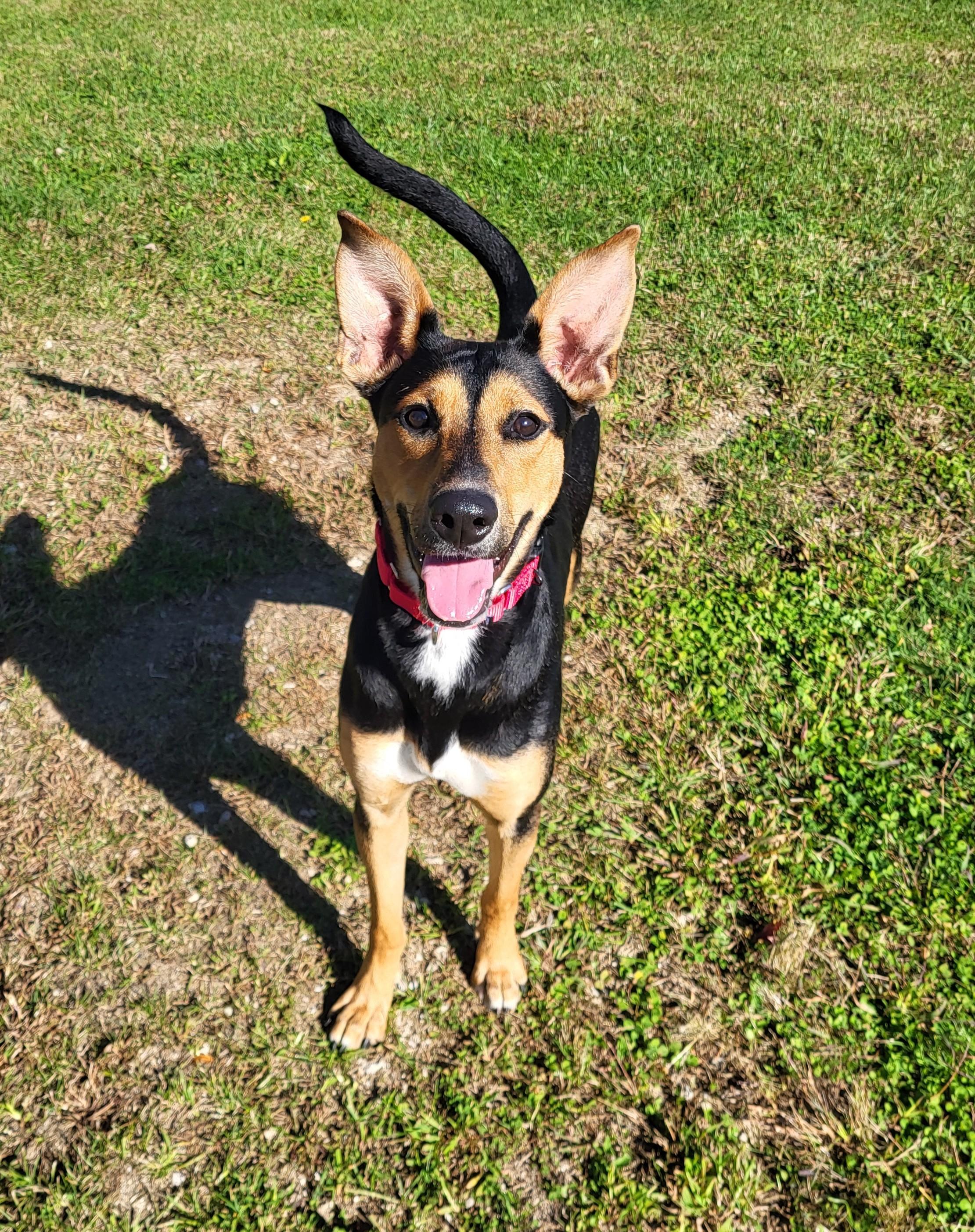 Enlarge Jenny Jones, a Adoptable mixed breed in Grayslake, IL image 2/6