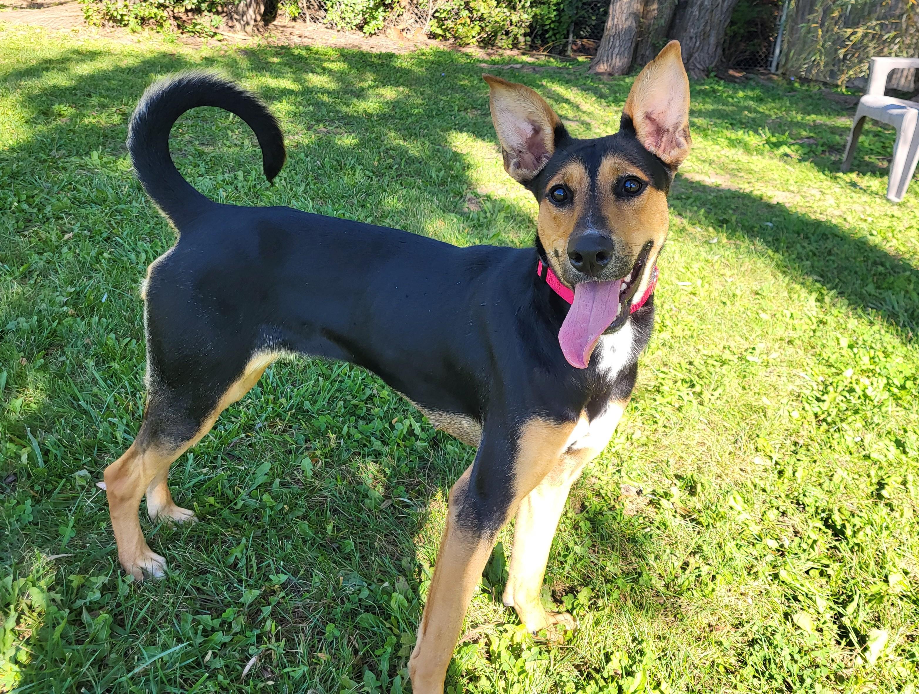 Enlarge Jenny Jones, a Adoptable mixed breed in Grayslake, IL image 4/6