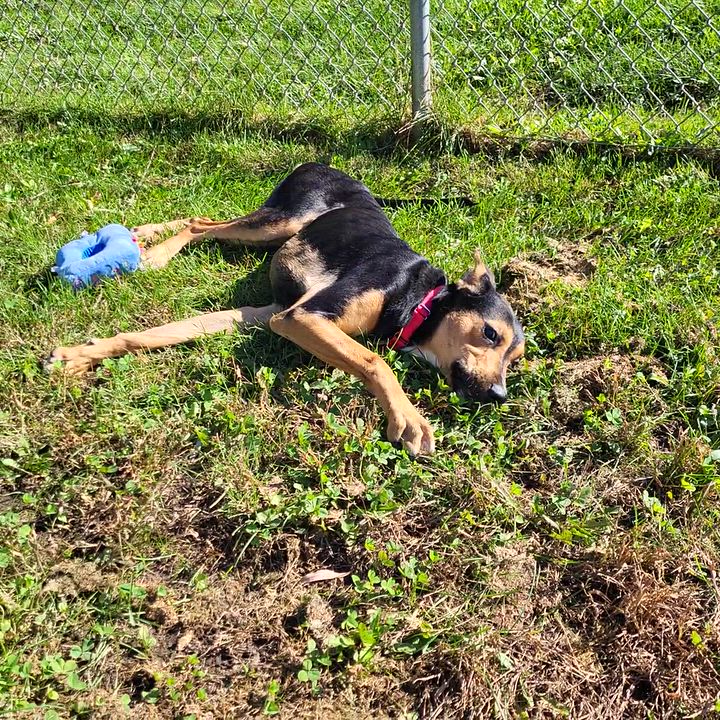 Enlarge Jenny Jones, a Adoptable mixed breed in Grayslake, IL video 6/6