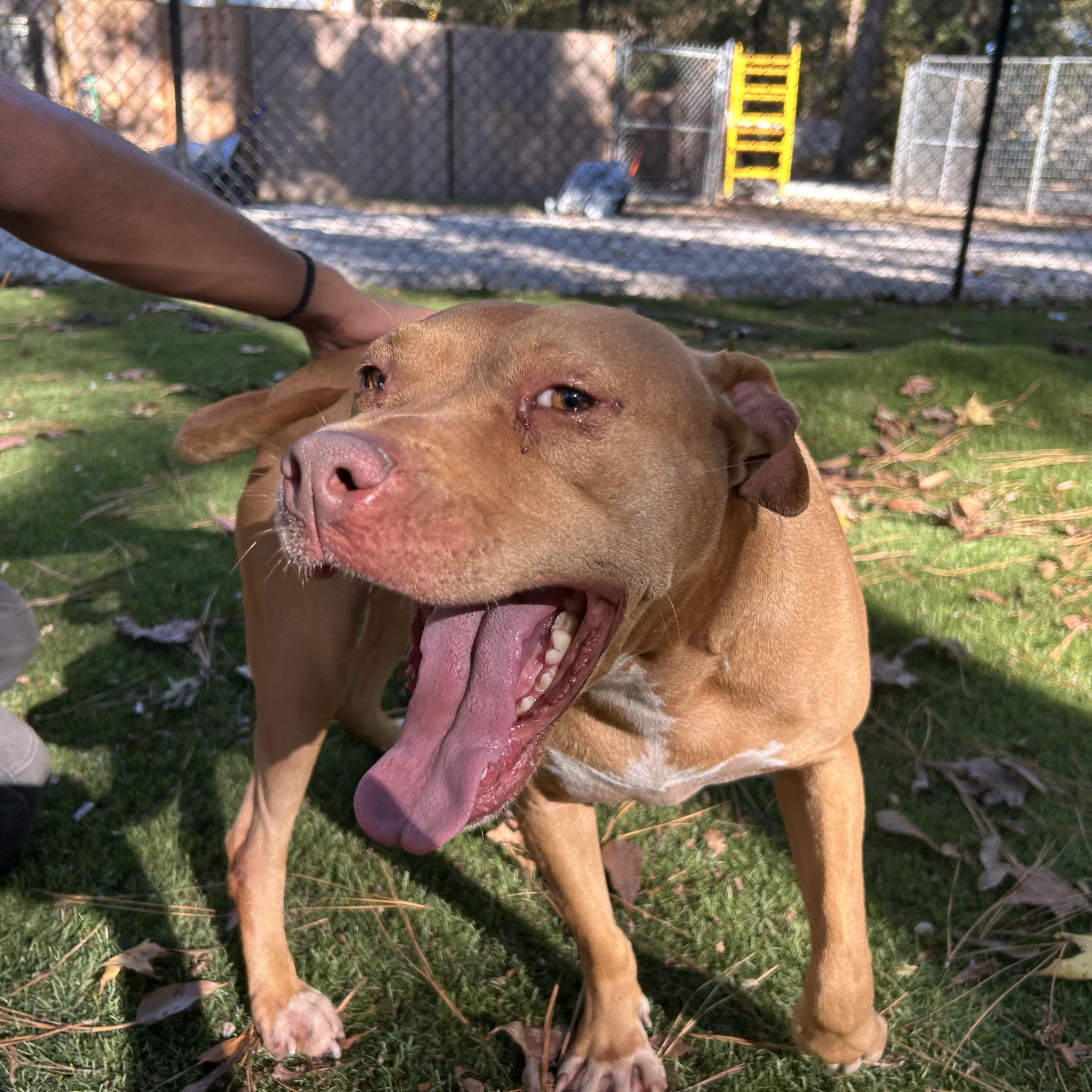 Enlarge Honey, a Adoptable mixed breed in Roanoke, VA image 5/6