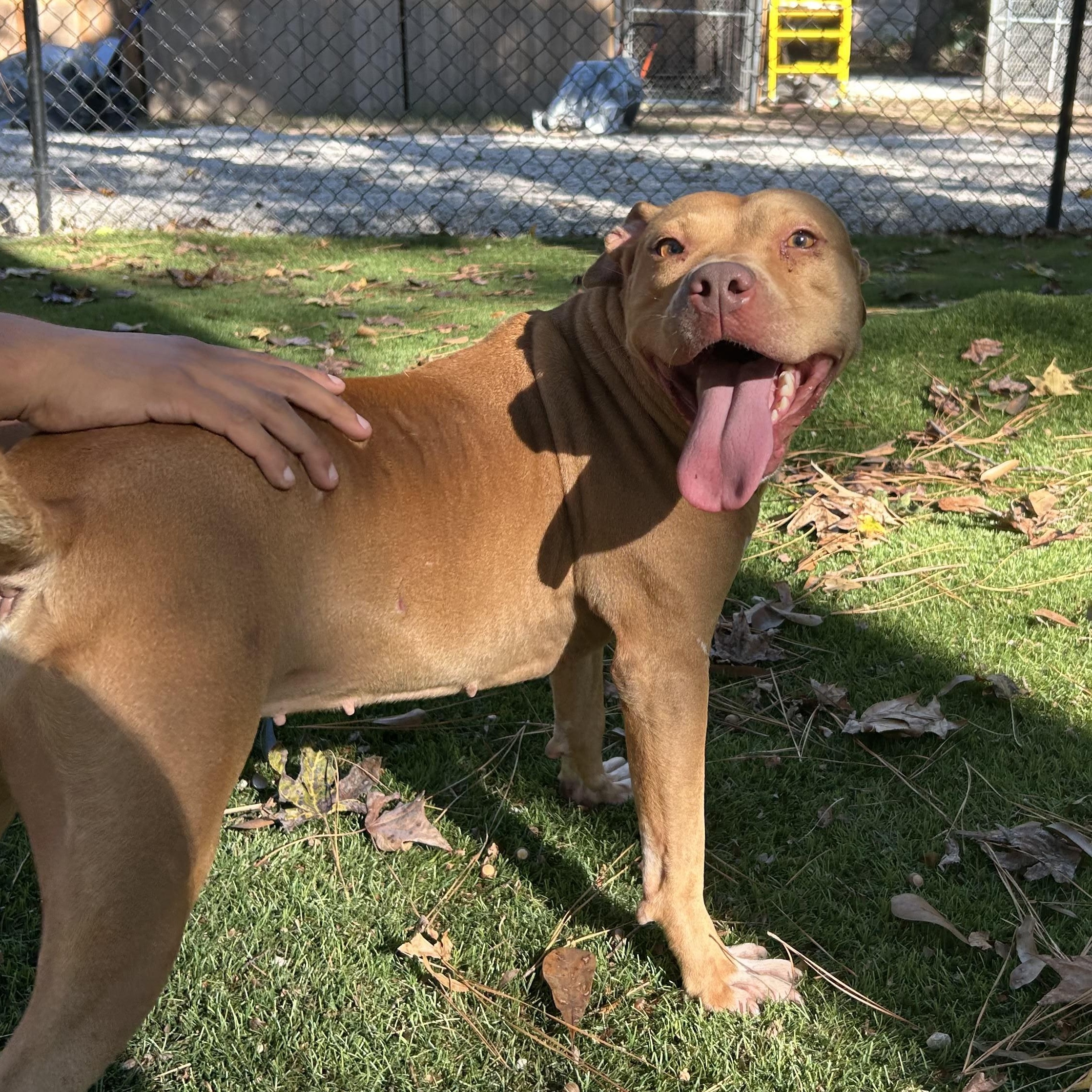 Enlarge Honey, a Adoptable mixed breed in Roanoke, VA image 3/6