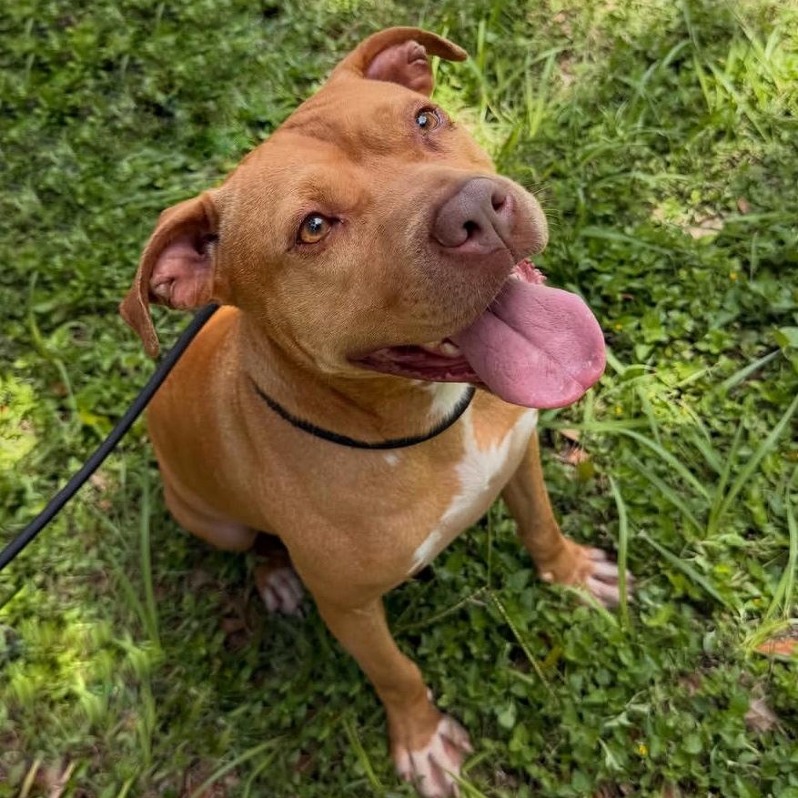 Enlarge Honey, a Adoptable mixed breed in Roanoke, VA image 2/6