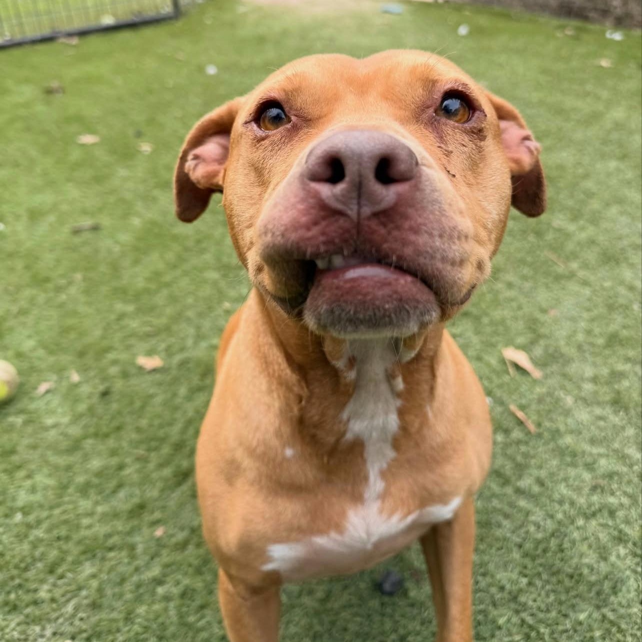 Enlarge Honey, a Adoptable mixed breed in Roanoke, VA image 1/6
