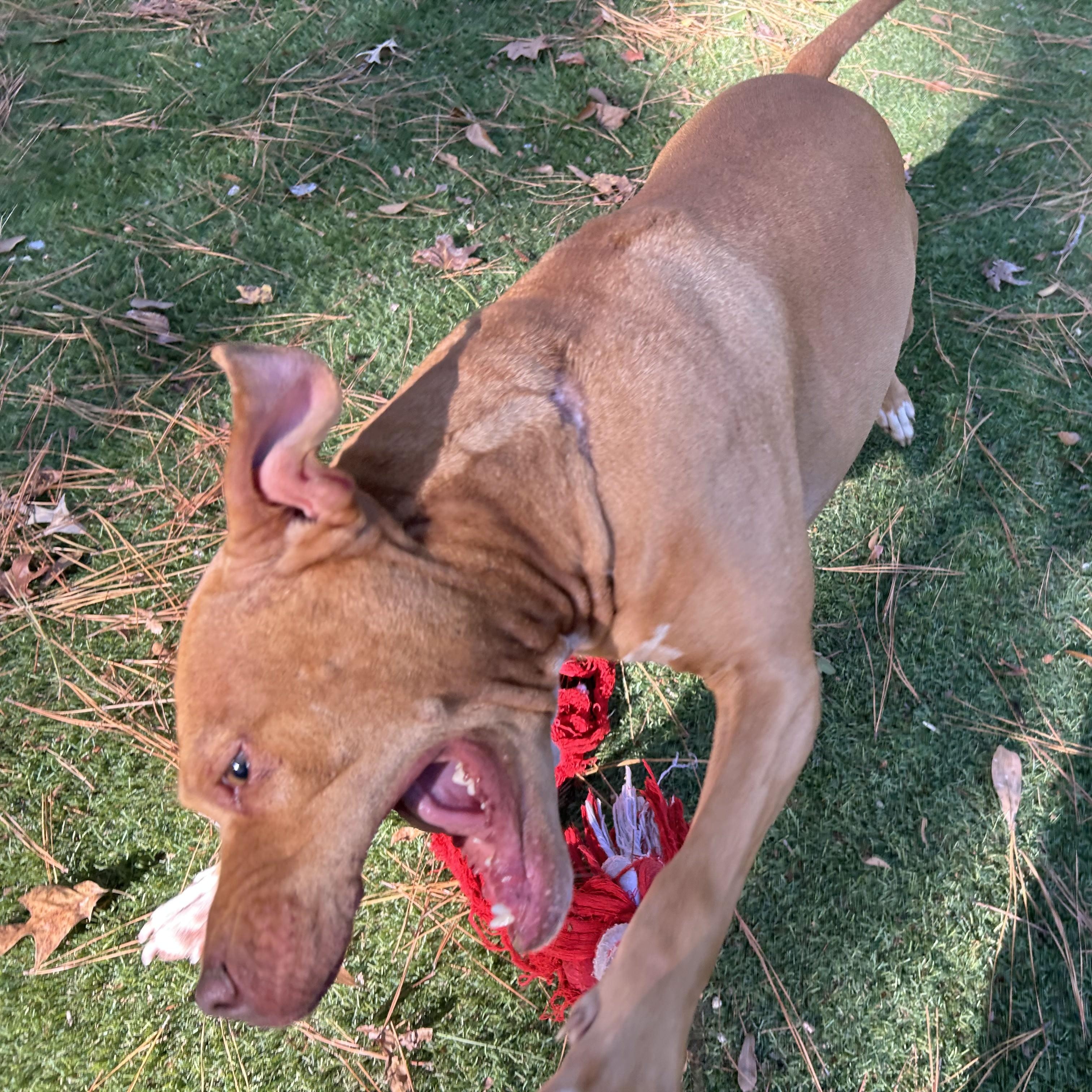 Enlarge Honey, a Adoptable mixed breed in Roanoke, VA image 6/6