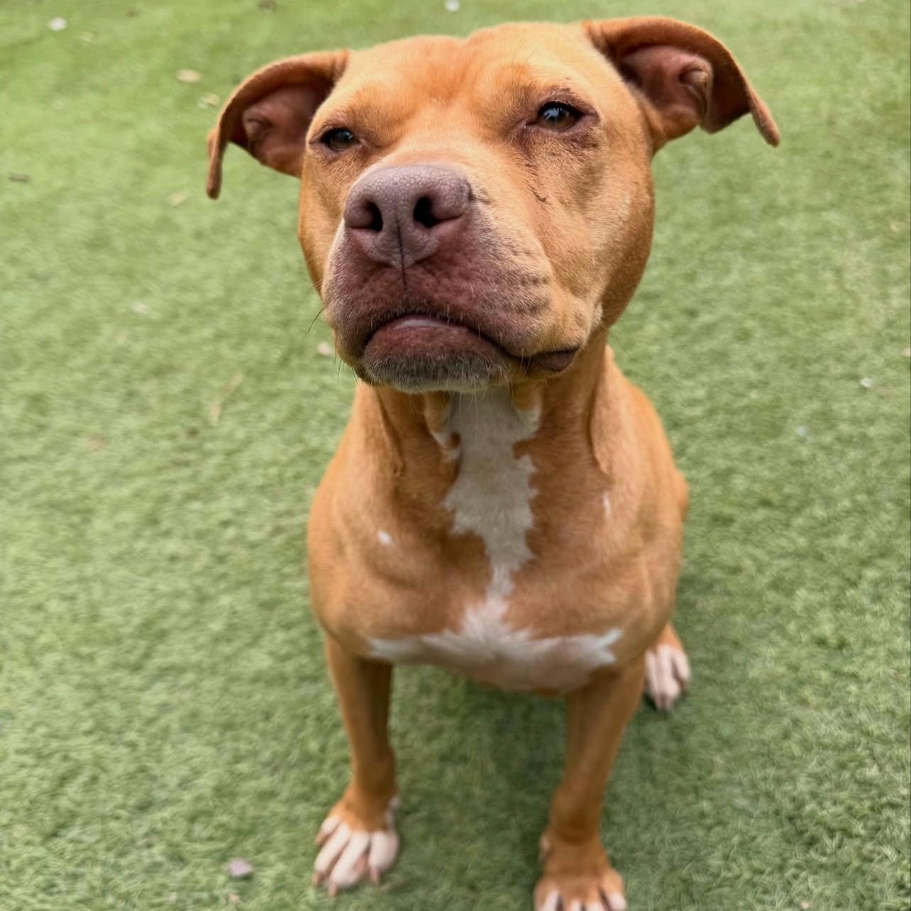 Enlarge Honey, a Adoptable mixed breed in Roanoke, VA image 4/6