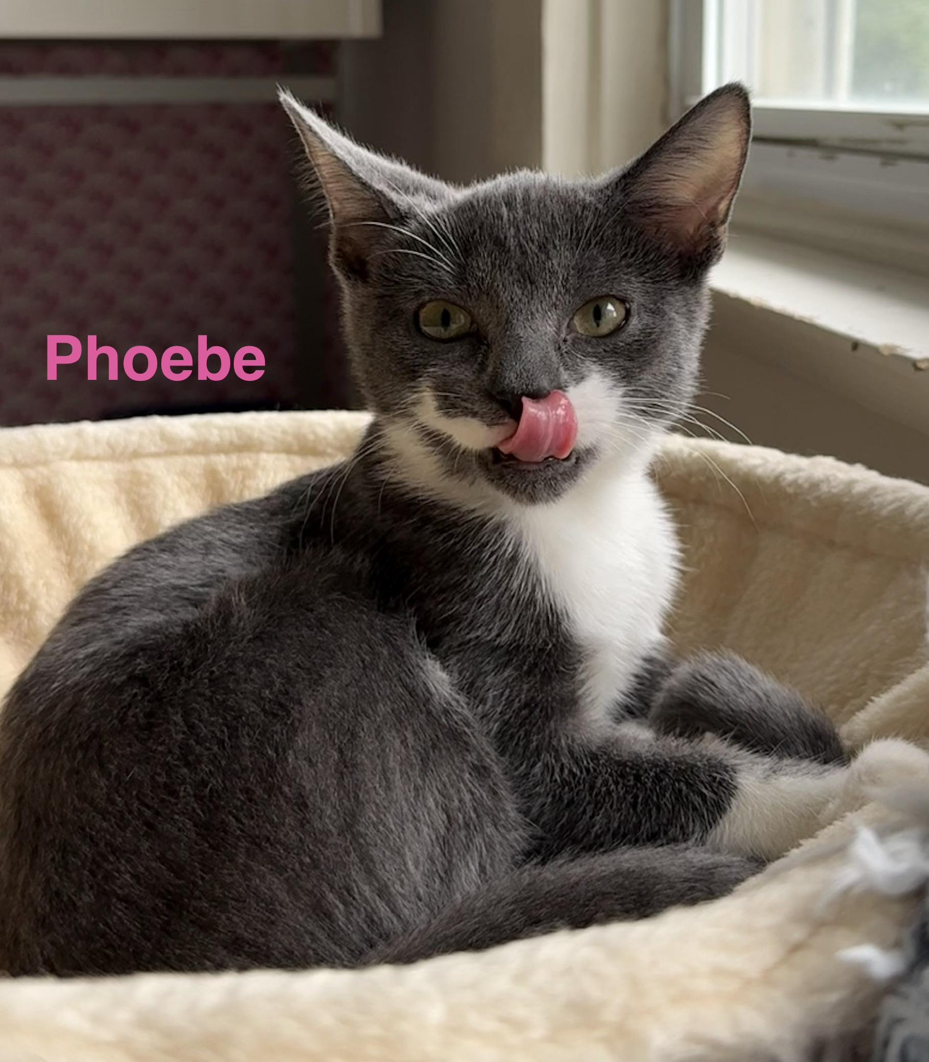 Phoebe, a ADOPTABLE Domestic Short Hair in Montclair, NJ image 2/5