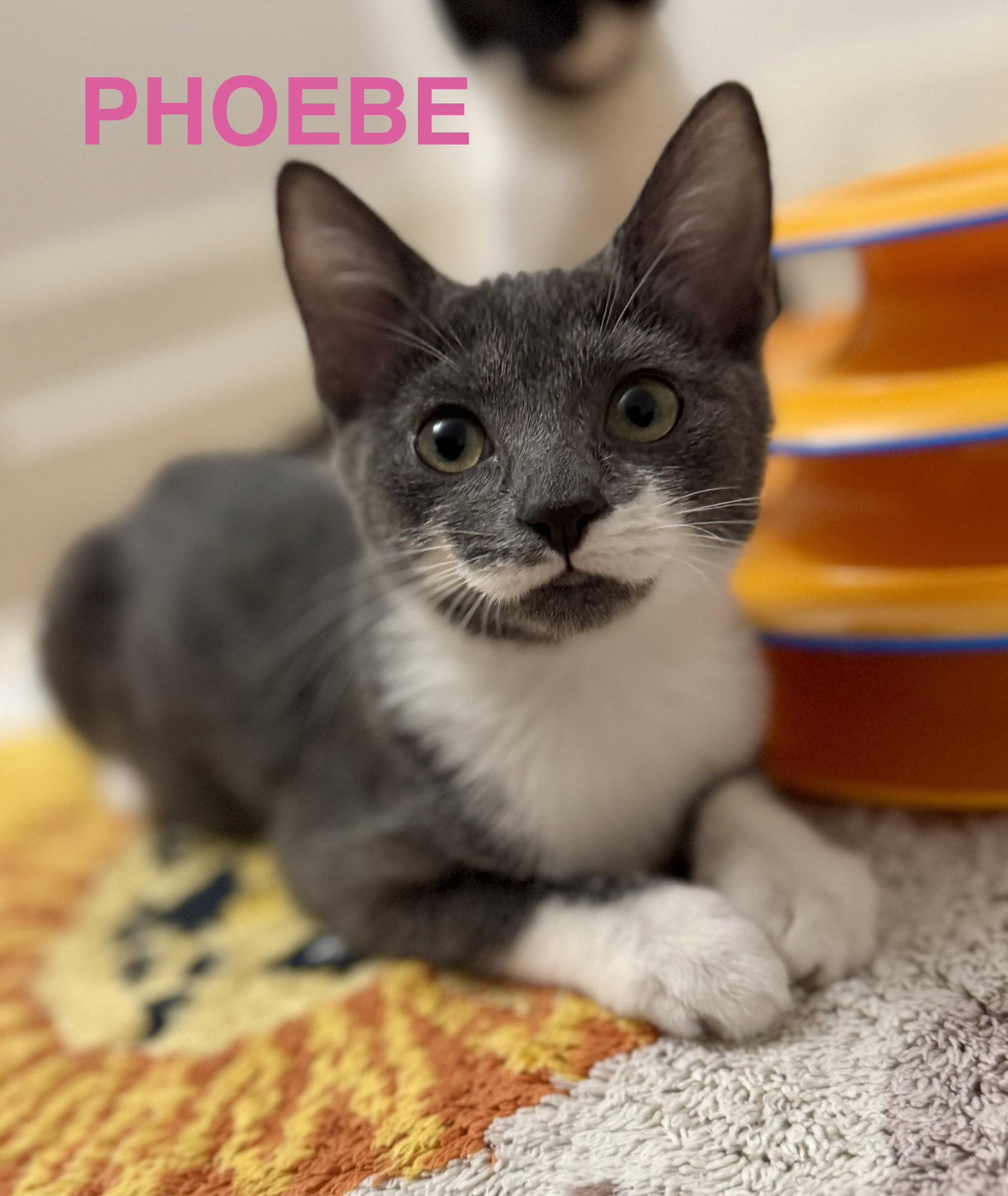 Phoebe, ADOPTABLE, Kitten Female Domestic Short Hair.