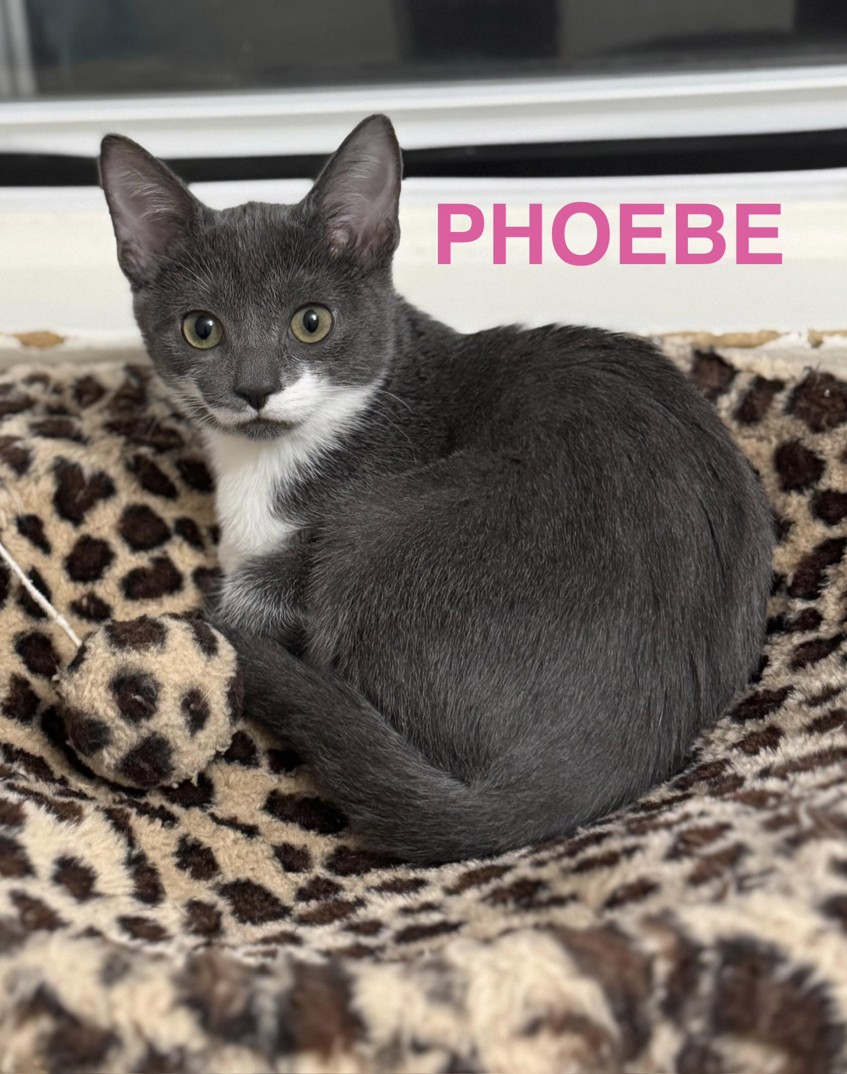 Phoebe, a ADOPTABLE Domestic Short Hair in Montclair, NJ image 3/5