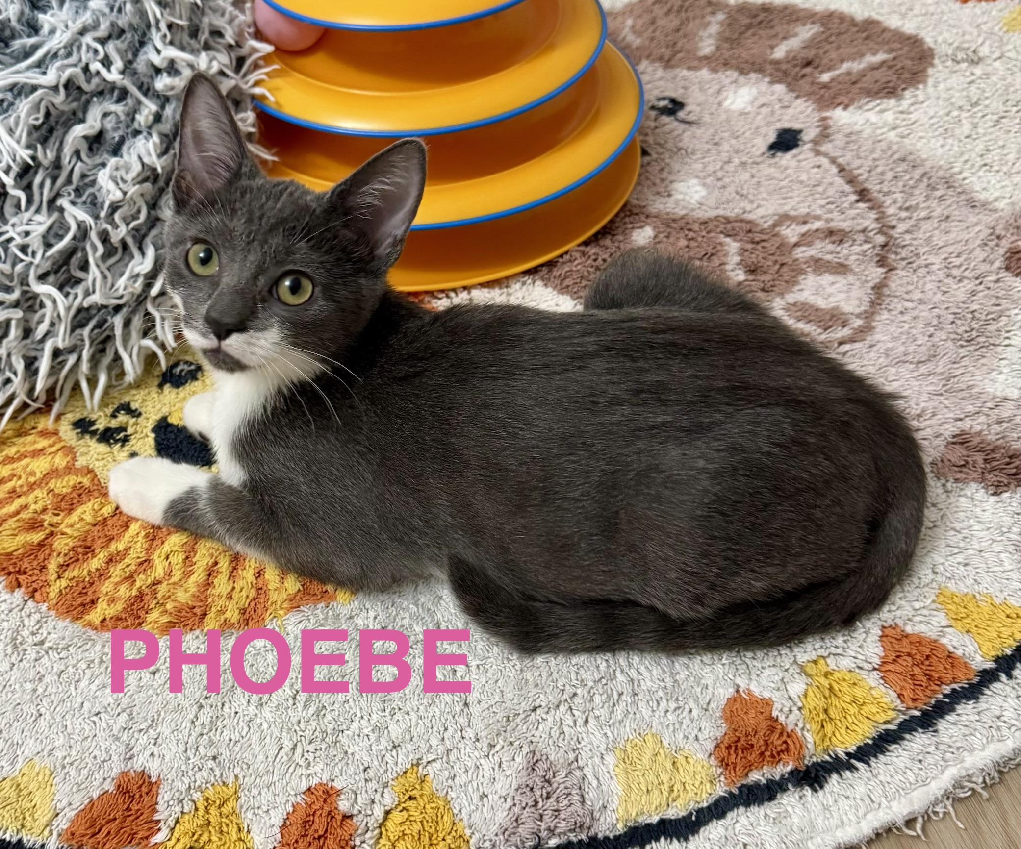 Phoebe, a ADOPTABLE Domestic Short Hair in Montclair, NJ image 4/5