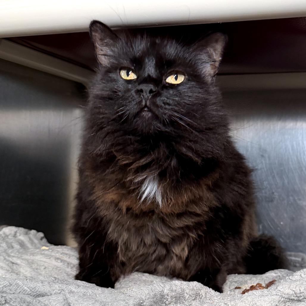 May, Adoptable, Senior Female Domestic Medium Hair & Mixed Breed.