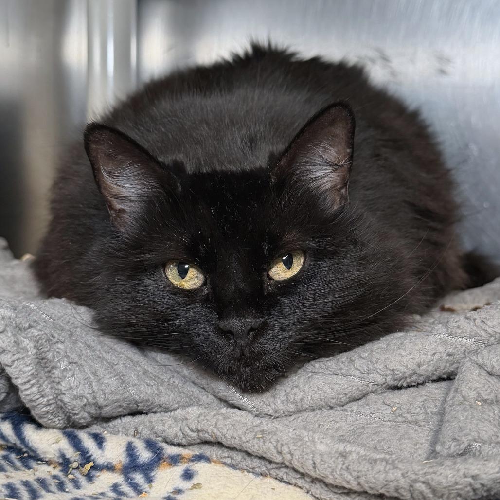 Enlarge May, a Adoptable mixed breed in Kennebunk, ME image 2/3