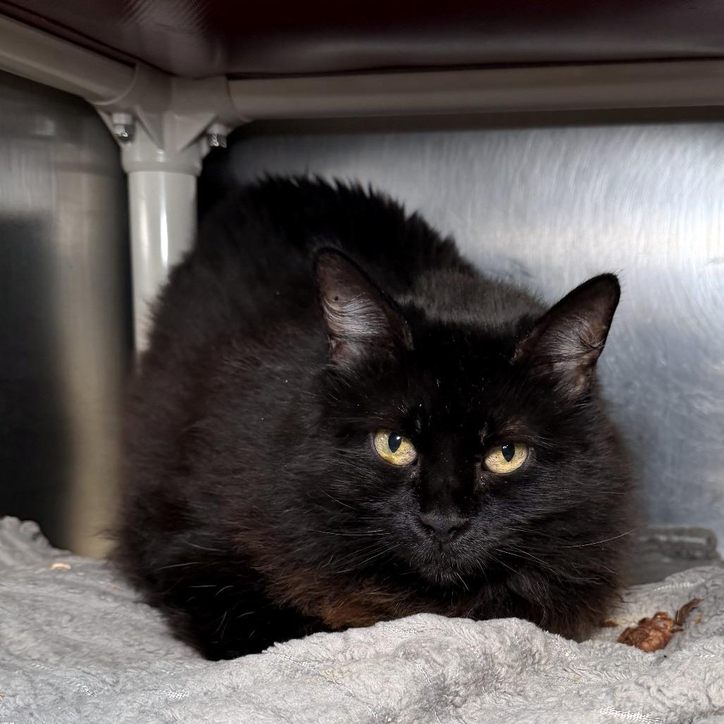 Enlarge May, a Adoptable mixed breed in Kennebunk, ME image 3/3