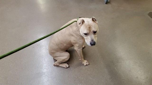 Enlarge ANGEL, a Adoptable Pit Bull Terrier in Aurora, IL image 1/1