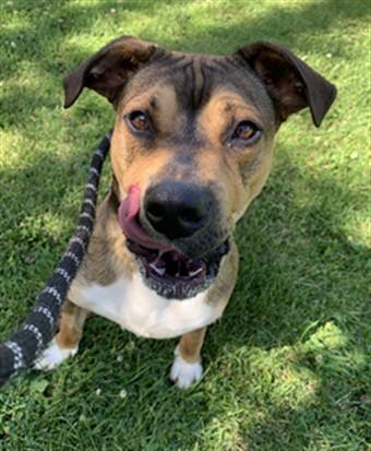 Enlarge STITCH, a Adoptable mixed breed in Aliquippa, PA image 1/1