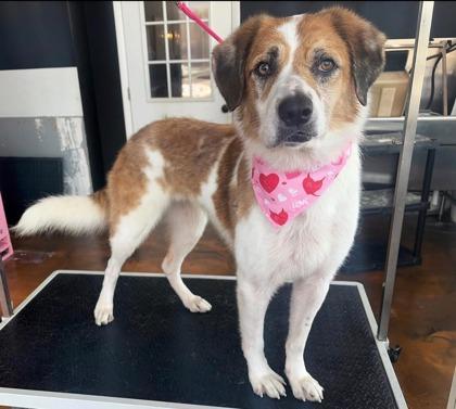 Enlarge Luna, a Adoptable mixed breed in Lafayette, IN image 2/3