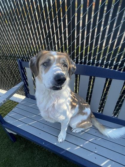 Enlarge Luna, a Adoptable mixed breed in Lafayette, IN image 2/3