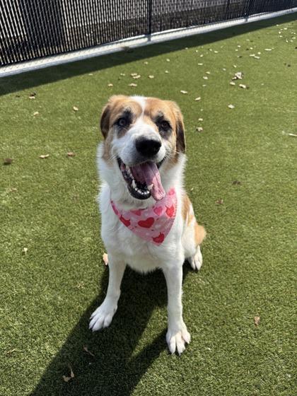 Enlarge Luna, a Adoptable mixed breed in Lafayette, IN image 3/3