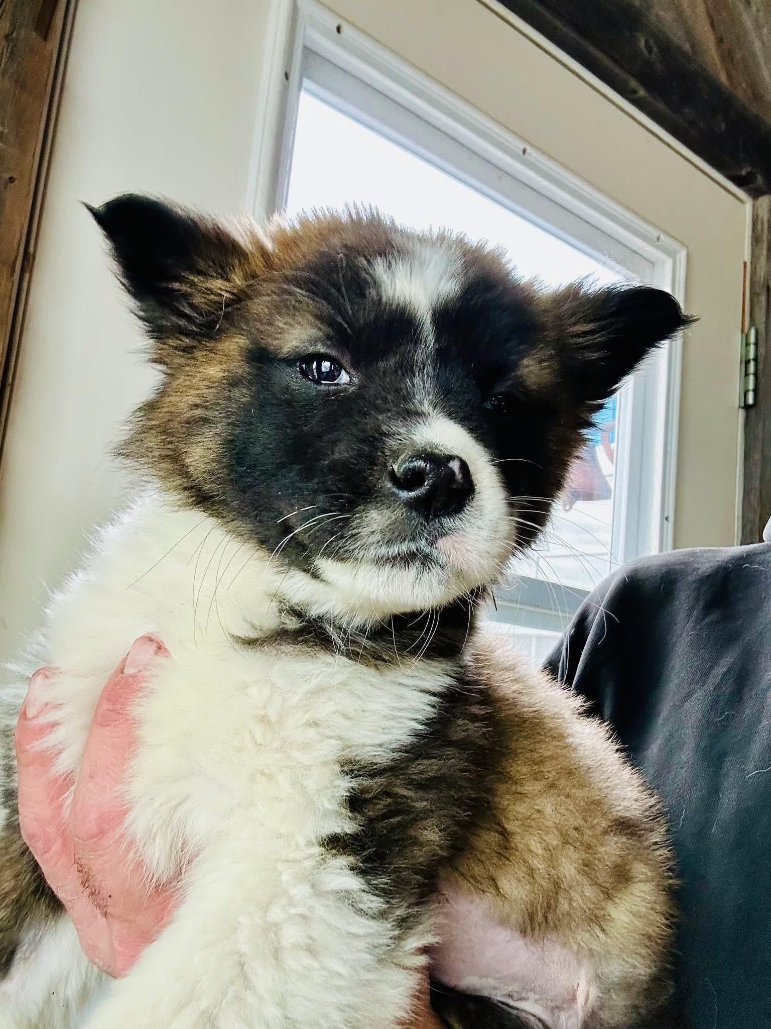 Minnow, ADOPTABLE, Puppy Female Mixed Breed.