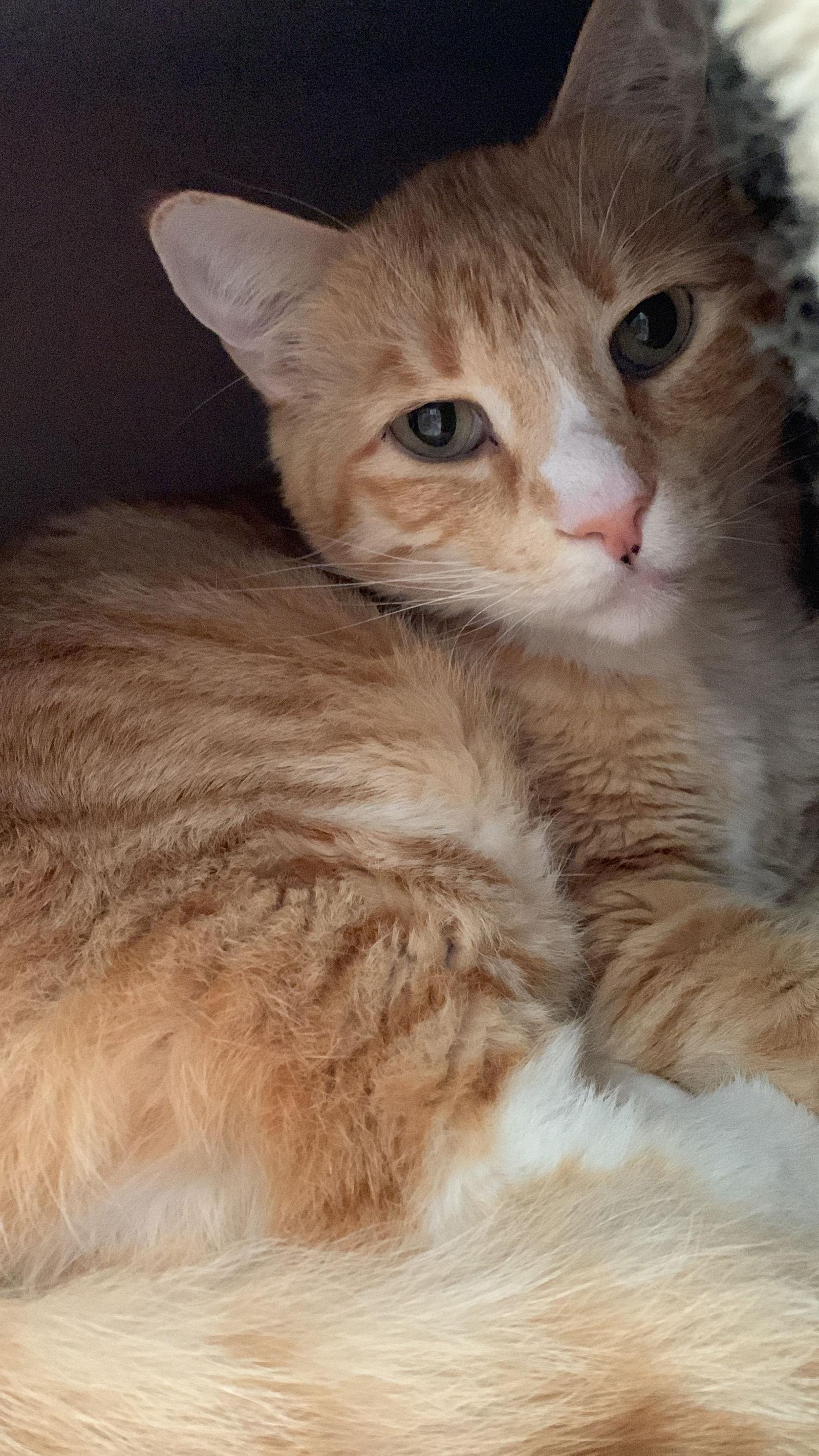 Oxi, Adoptable, Adult Male Tuxedo & Tabby.