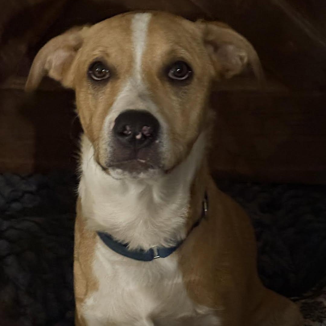 Flea- Puppy, Adoptable, Young Male Terrier.