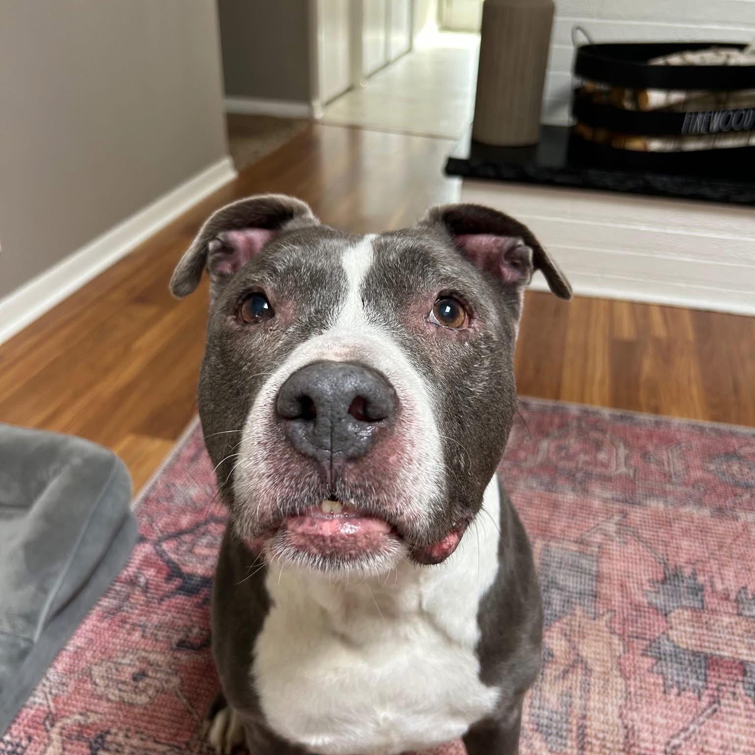 Lenny, Adoptable, Adult Male Pit Bull Terrier.