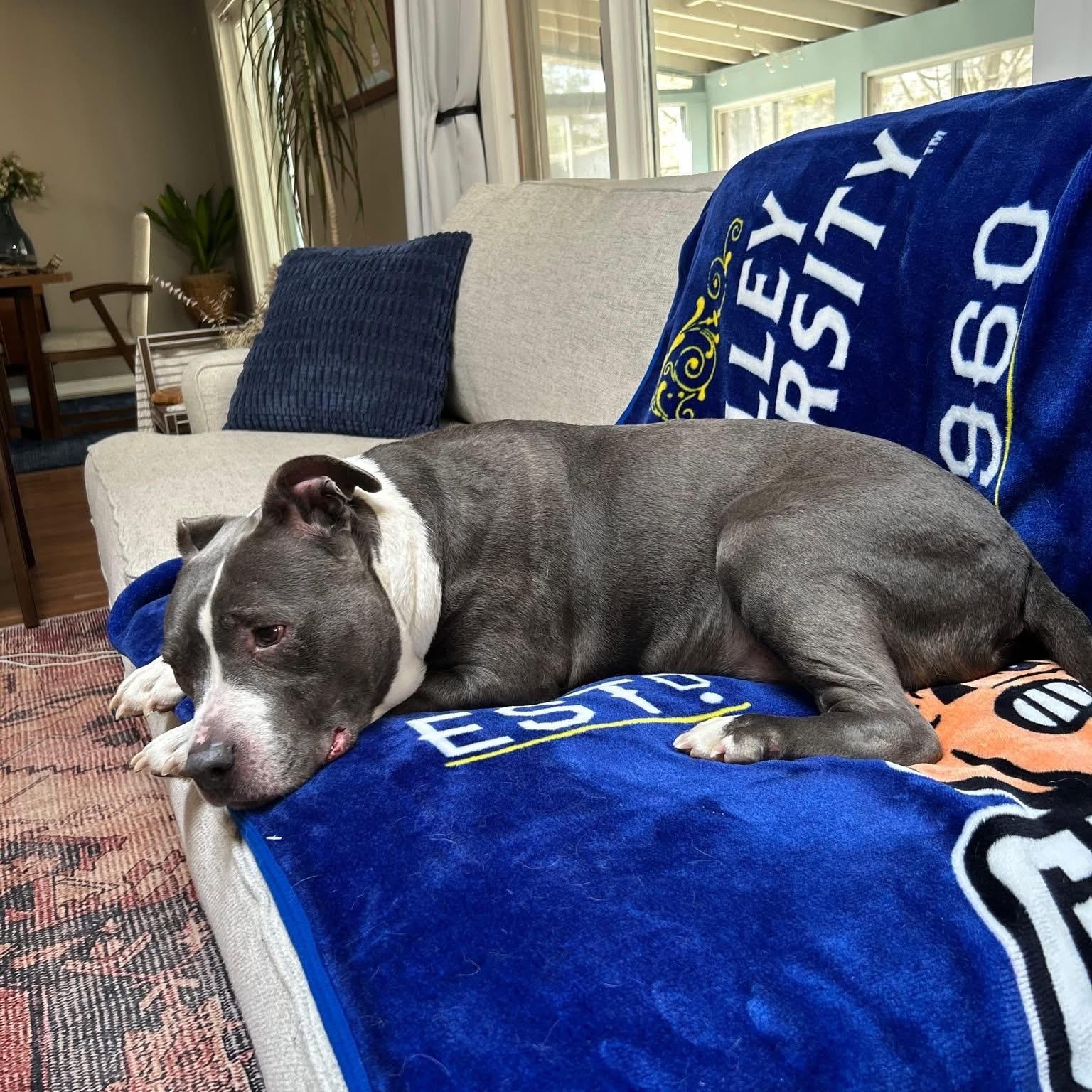 Enlarge Lenny, a Adoptable Pit Bull Terrier in Midland, MI image 4/5