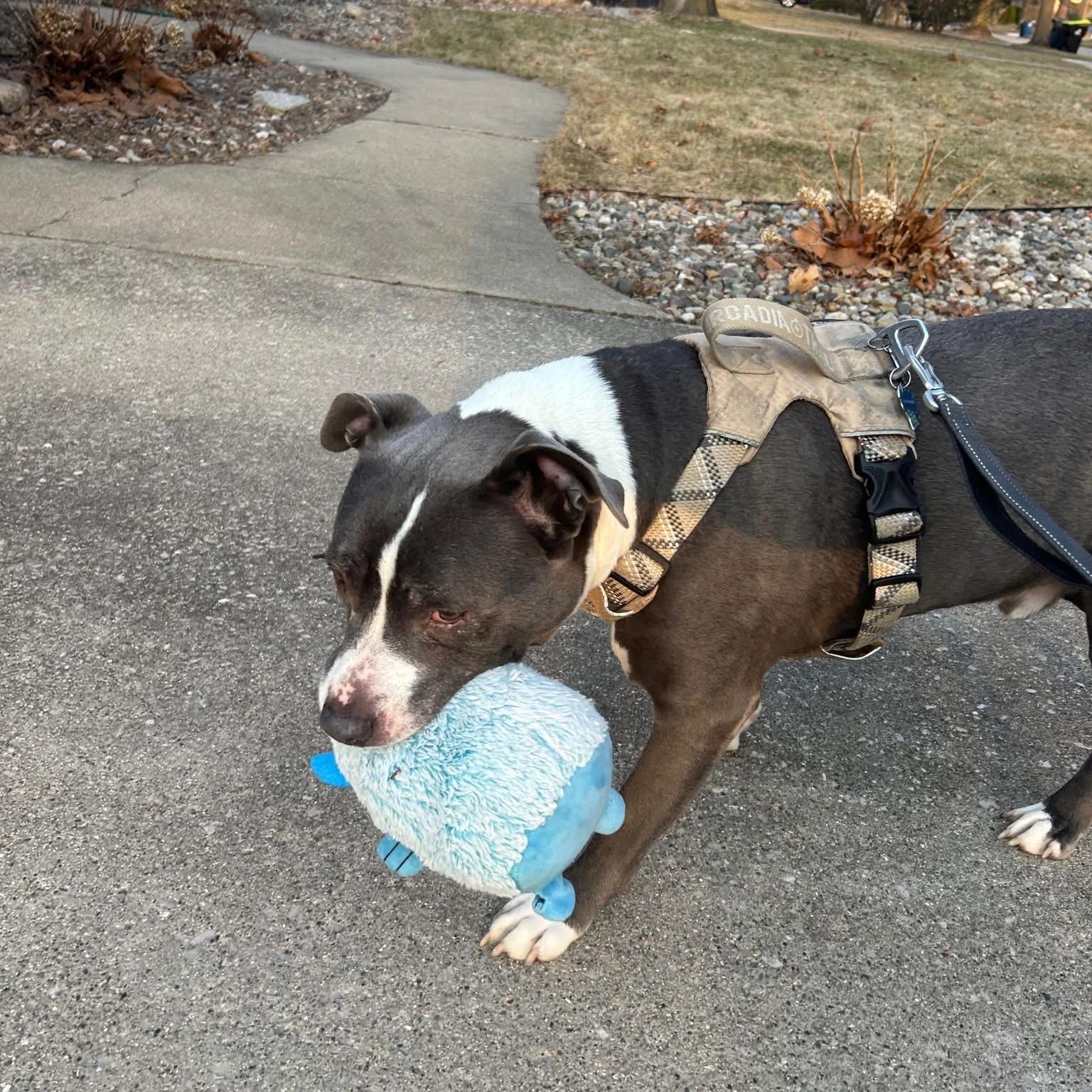 Enlarge Lenny, a Adoptable Pit Bull Terrier in Midland, MI image 3/5