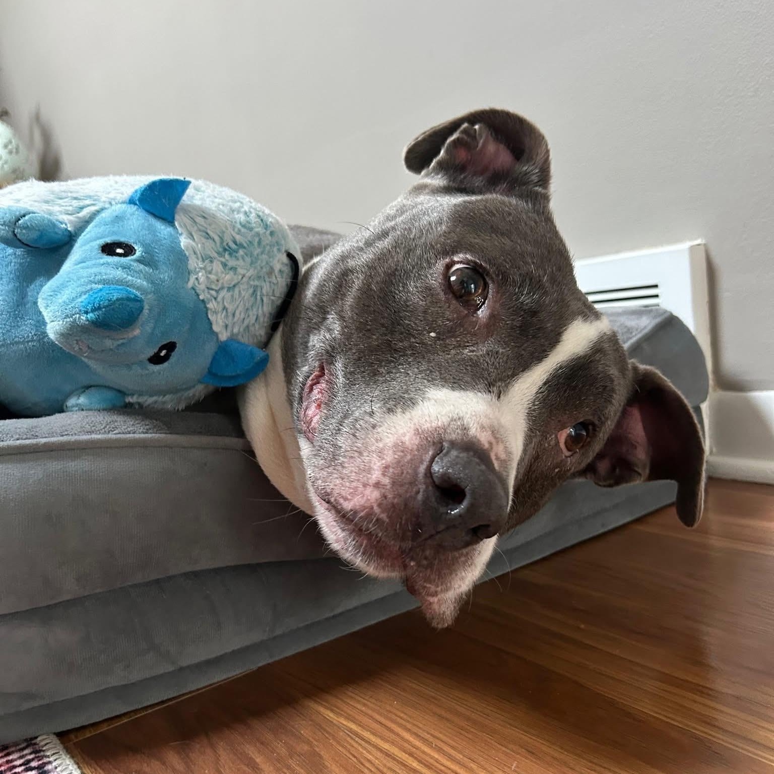 Enlarge Lenny, a Adoptable Pit Bull Terrier in Midland, MI image 2/5