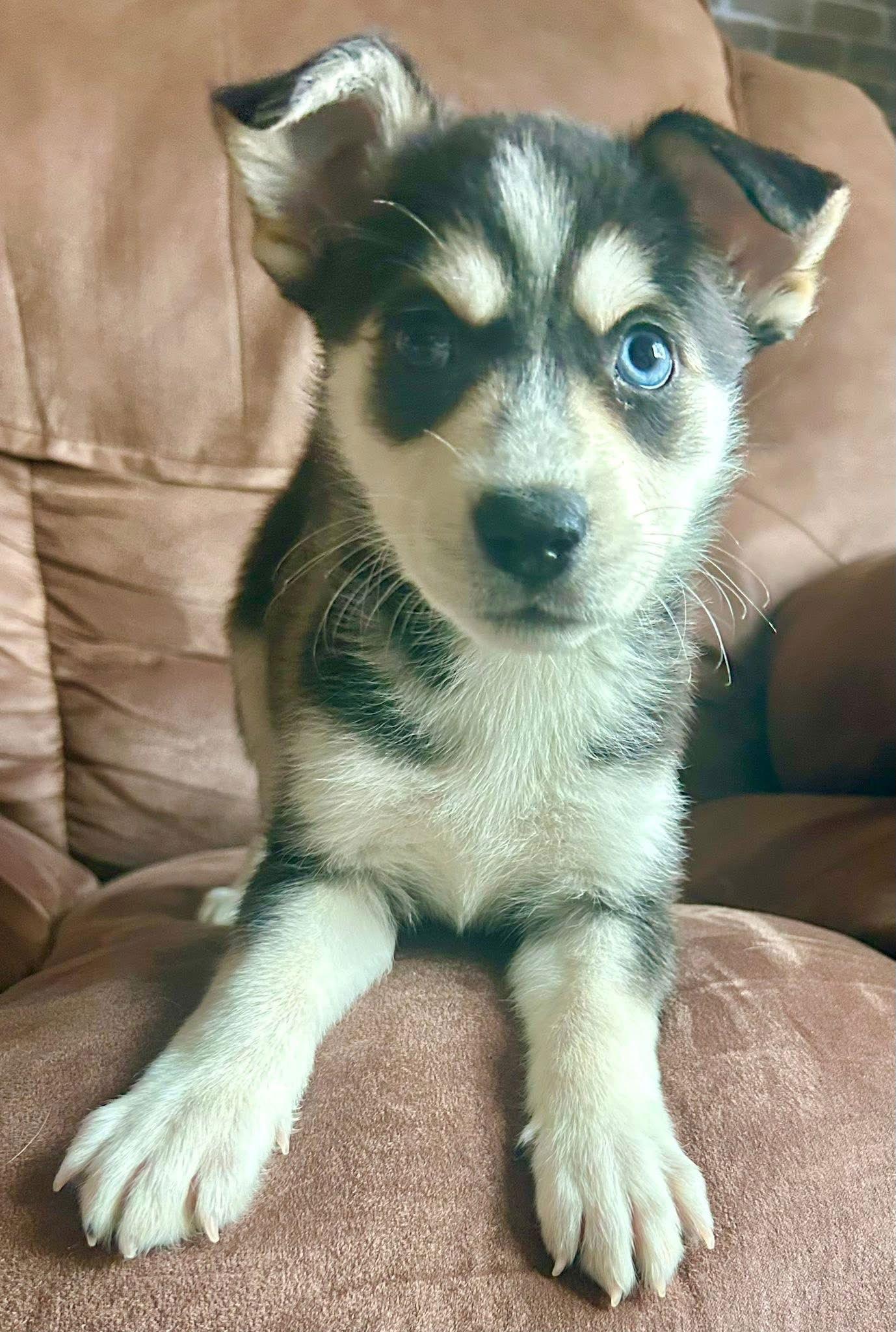 Enlarge Harlem, a Adopted mixed breed in Germantown, OH image 1/3