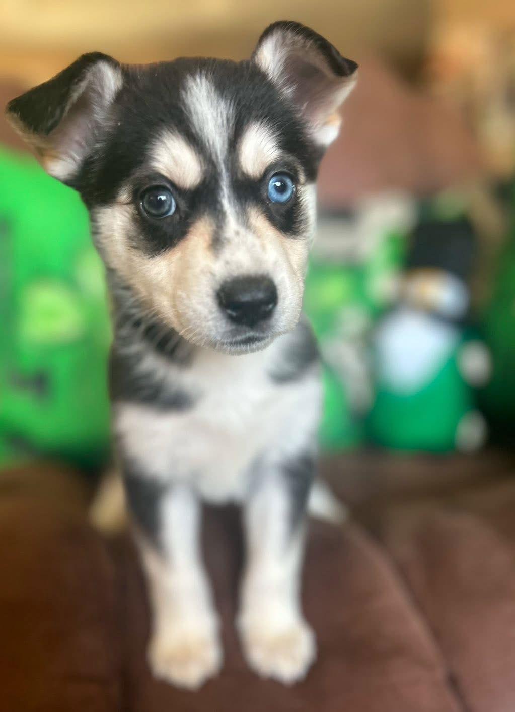 Harlem — thumbnail 2