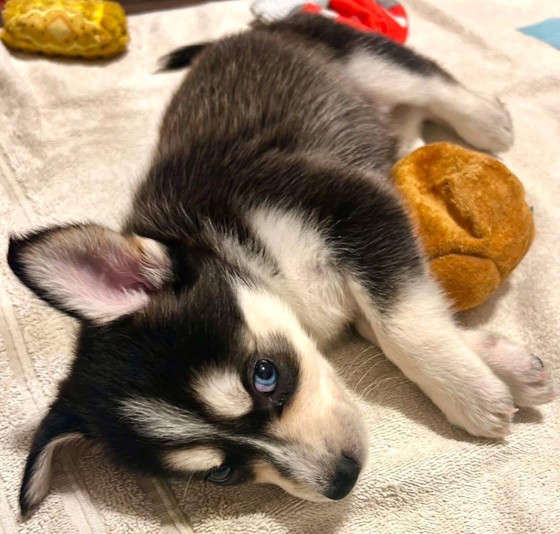 Harlem — thumbnail 3