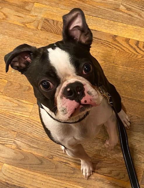 Hank, a Adoptable Boston Terrier in Bethesda, MD image 1/3
