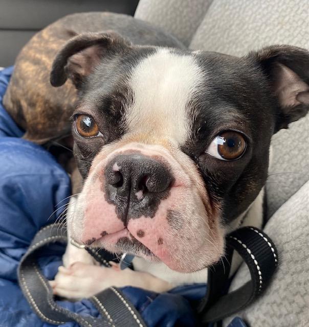 Hank, a Adoptable Boston Terrier in Bethesda, MD image 2/3