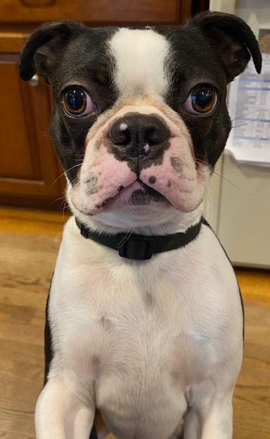 Hank, a Adoptable Boston Terrier in Bethesda, MD image 3/3