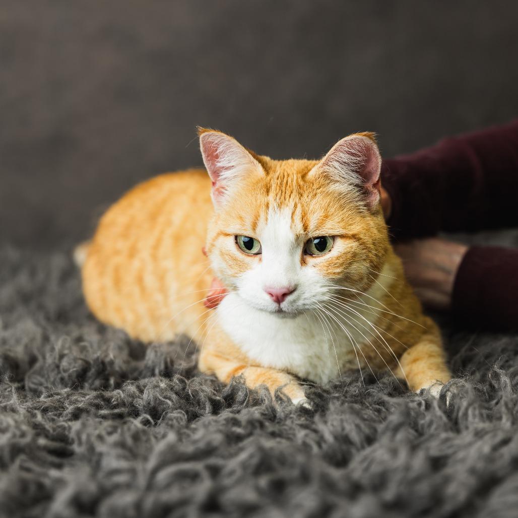 Covie, Adoptable, Adult Female Domestic Short Hair.