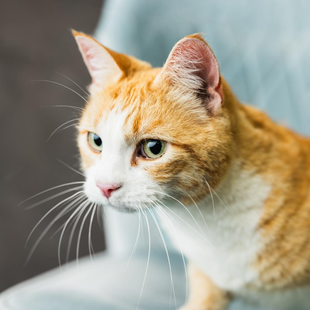 Covie, a Adoptable Domestic Short Hair in St. Paul, MN image 2/5