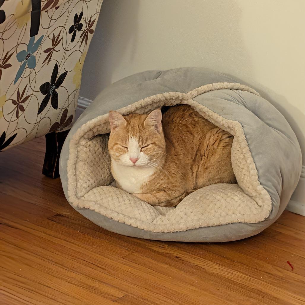 Covie, a Adoptable Domestic Short Hair in St. Paul, MN image 3/5