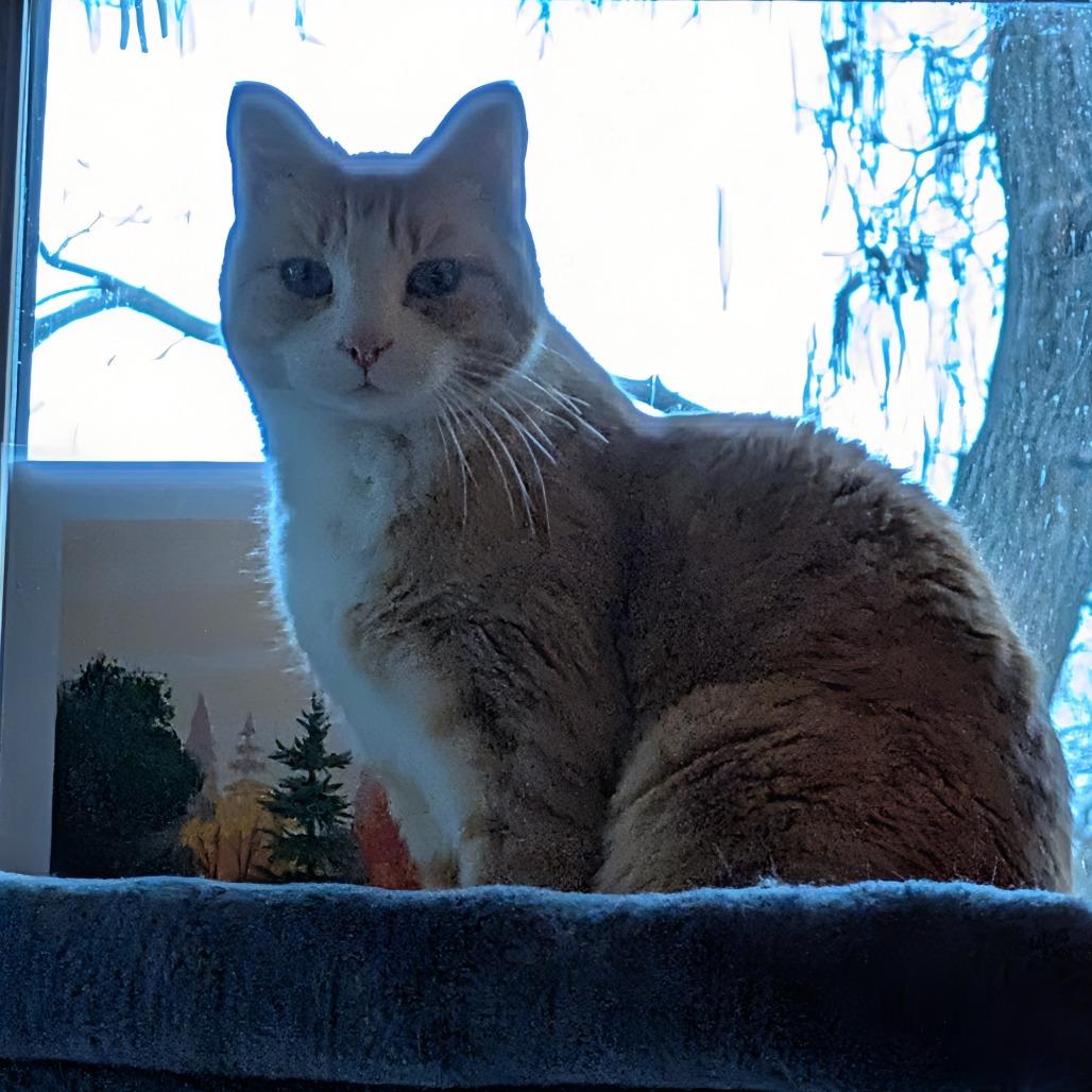 Covie, a Adoptable Domestic Short Hair in St. Paul, MN image 4/5