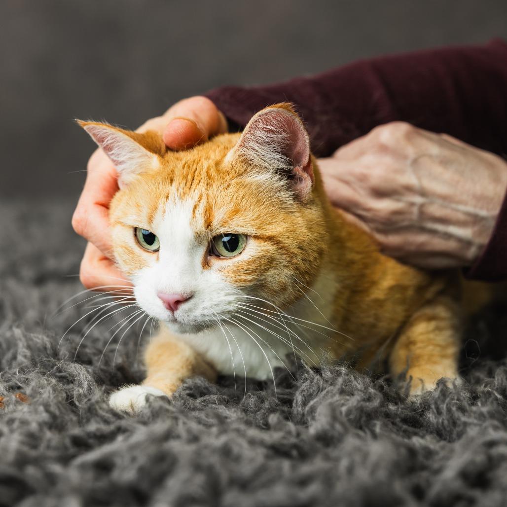 Covie, a Adoptable Domestic Short Hair in St. Paul, MN image 5/5